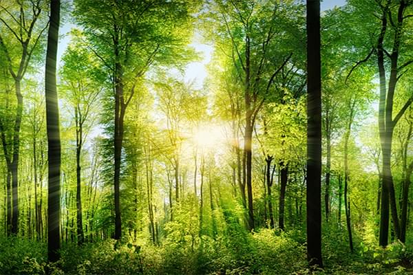Beautiful Sunlit Forest Image