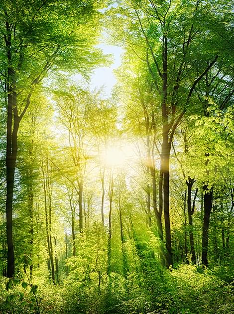 Photo of sun shining down through leafy forest